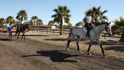 Horses hack the HITS Desert Horse Park.