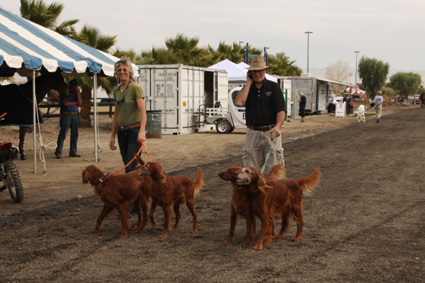 Daily Dog - HITS Desert Circuit, DC I