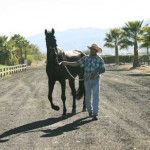 Arrivals_Groom-and-stallion-from-Sonoma-Valley-Stables