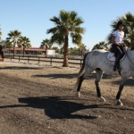 Horses hack the HITS Desert Horse Park.